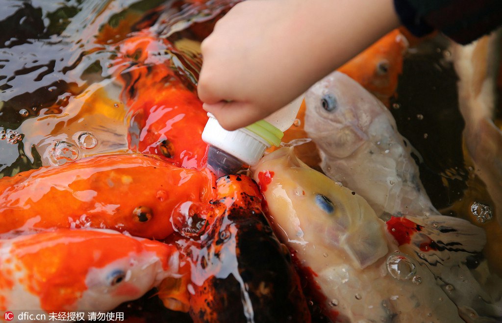 Pause biberon pour des carpes