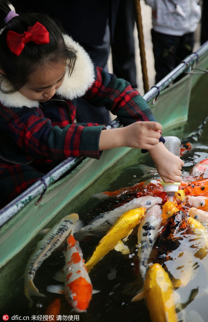 Pause biberon pour des carpes