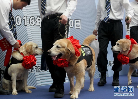 Shanghai : adoption et retraite pour des chiens hors du commun
