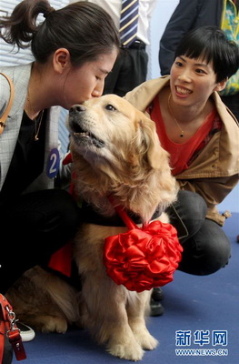 Shanghai : adoption et retraite pour des chiens hors du commun