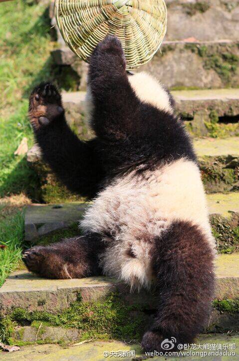 ?Kung Fu Panda?  au Sichuan