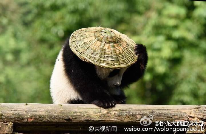 ?Kung Fu Panda?  au Sichuan