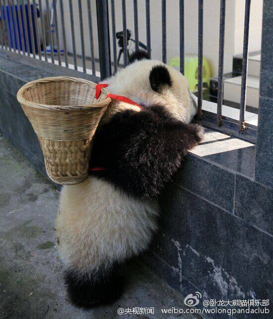 ?Kung Fu Panda?  au Sichuan