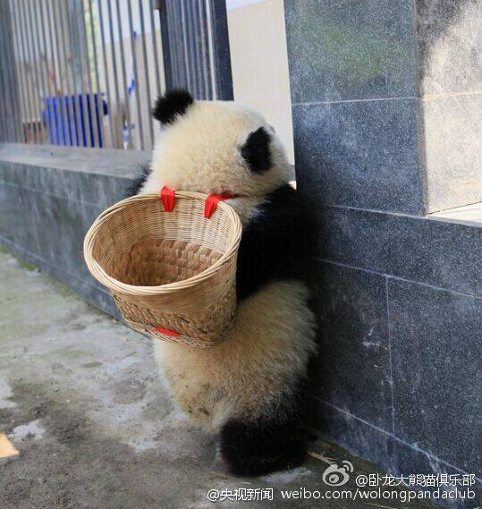 ?Kung Fu Panda?  au Sichuan