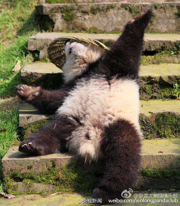 ?Kung Fu Panda?  au Sichuan