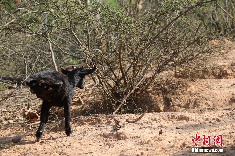 Un petit ?héros? sur ses deux jambes