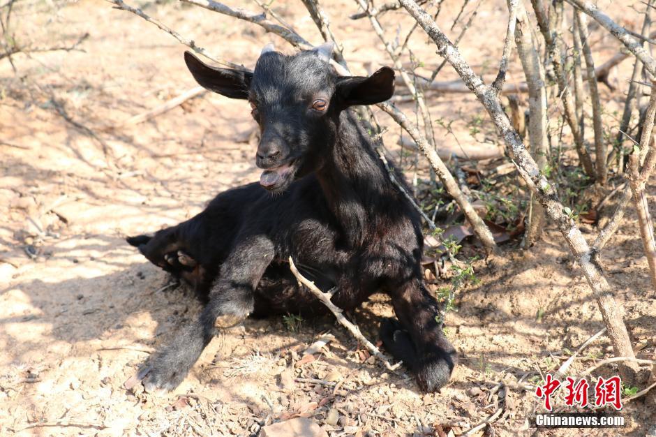 Un petit ?héros? sur ses deux jambes
