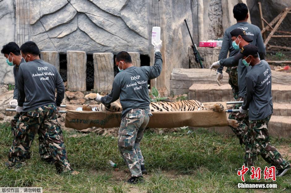 Tha?lande : évacuation des félins du temple aux tigres