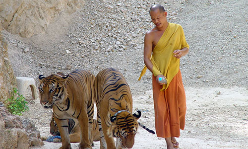 Tha?lande : découverte de dizaines de cadavres de bébés tigres dans le célèbre Temple aux Tigres
