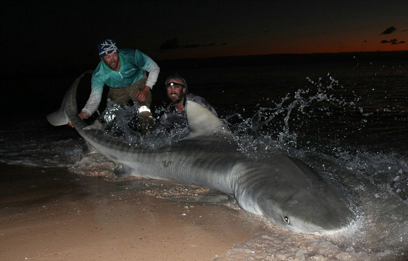 Australie : dix grands requins capturés