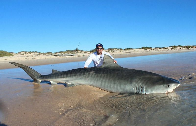 Australie : dix grands requins capturés