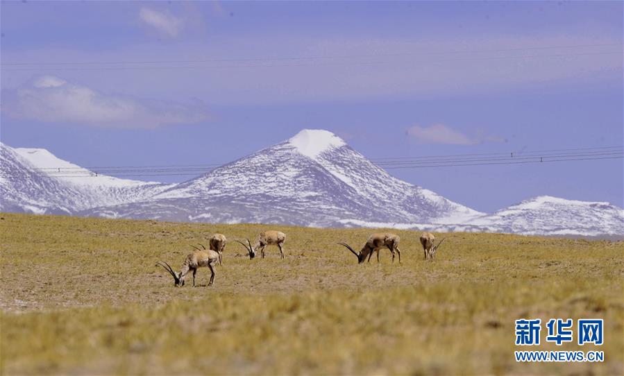 Qinghai-Tibet : une voie ferrée verte pour une zone de terre pure 