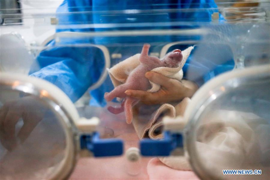 Naissance de pandas jumeaux dans le Sichuan