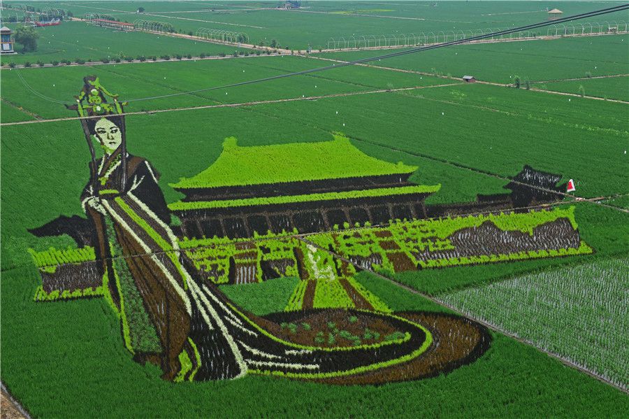 Des rizières transformées en véritables oeuvres d’art