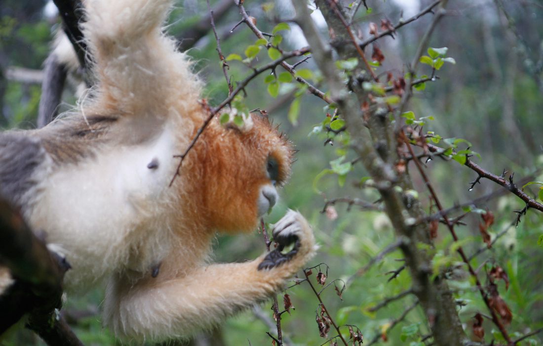 Protection des singes dorés par un Centre de recherche du Hubei
