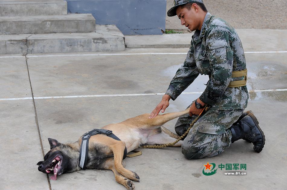 Des chiens chinois aux Jeux internationaux des Armées 2016