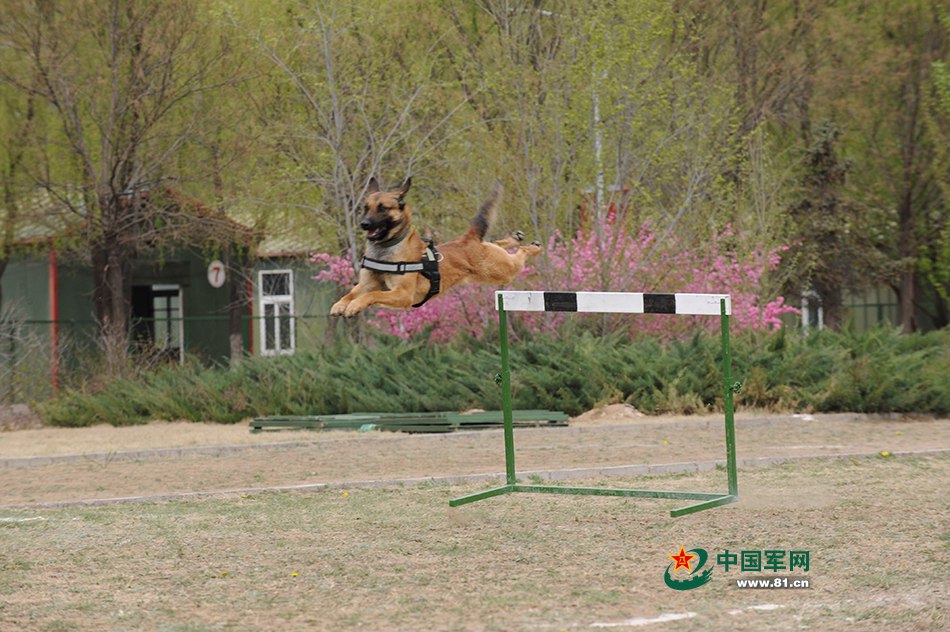 Des chiens chinois aux Jeux internationaux des Armées 2016
