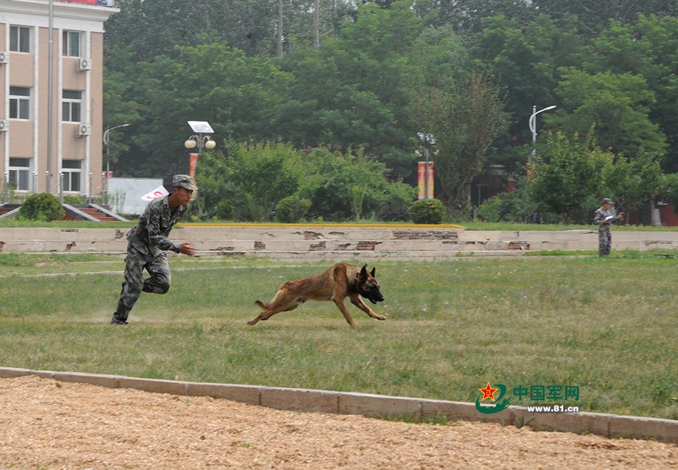Des chiens chinois aux Jeux internationaux des Armées 2016