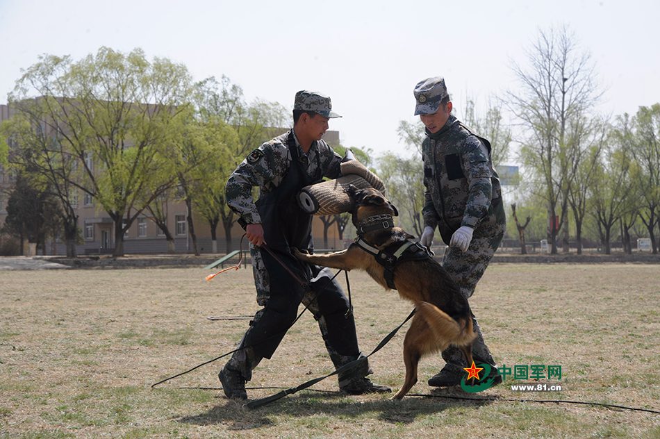 Des chiens chinois aux Jeux internationaux des Armées 2016