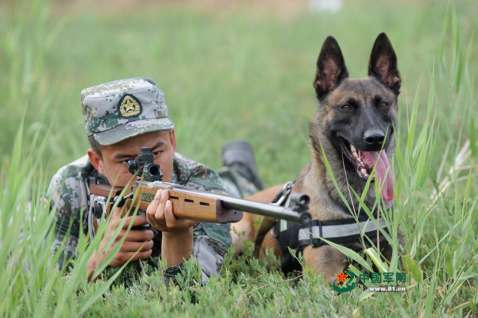 Des chiens chinois aux Jeux internationaux des Armées 2016