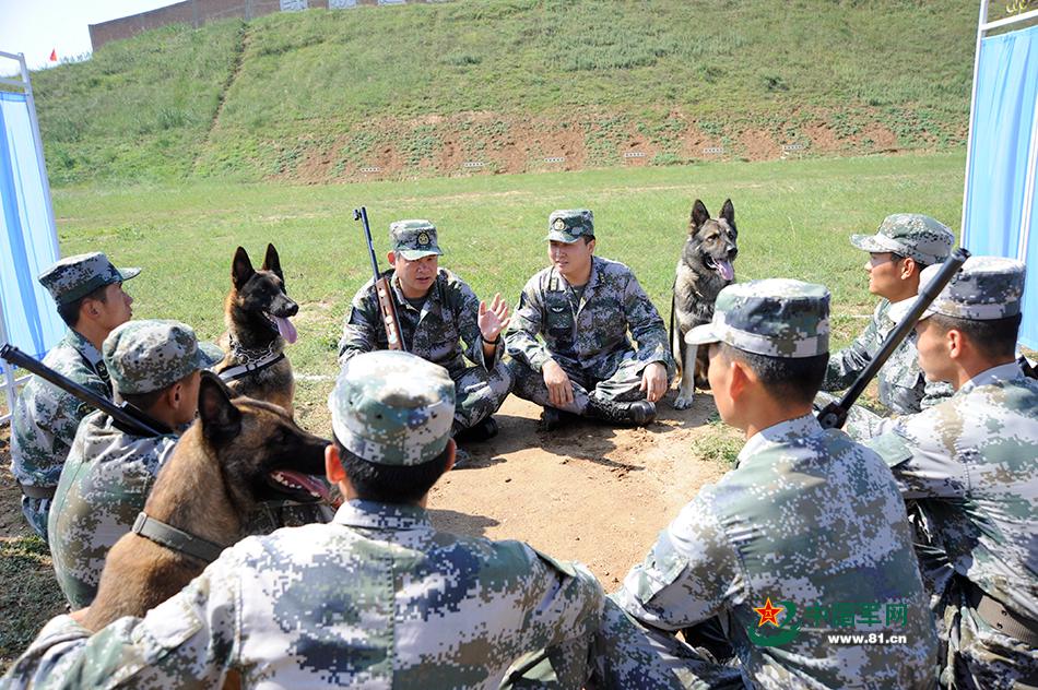 Des chiens chinois aux Jeux internationaux des Armées 2016