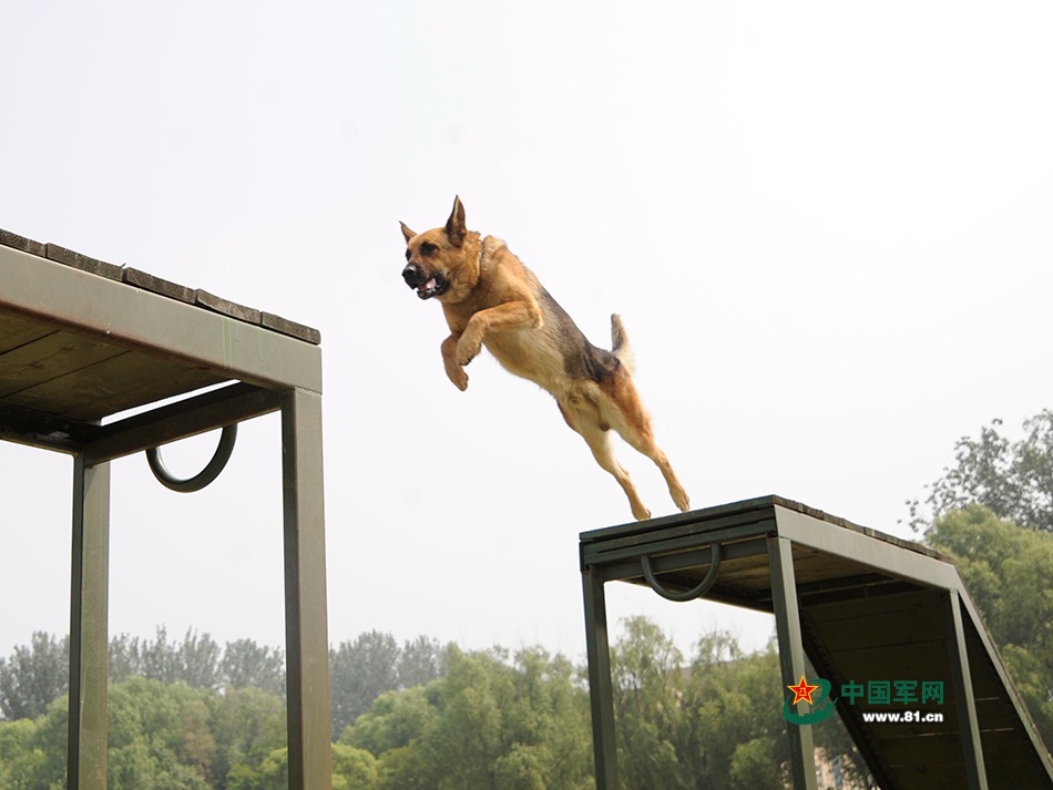 Des chiens chinois aux Jeux internationaux des Armées 2016