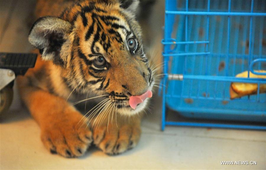 Deux bébés tigres de Chine méridionale nés à Nanchang 