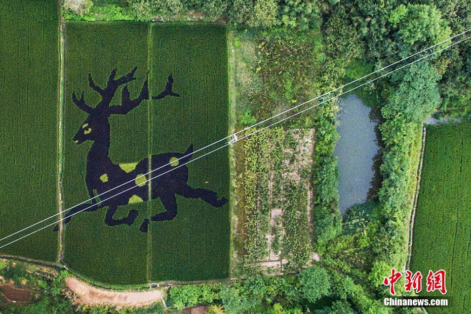 Jiangsu : des dessins géants dans les rizières