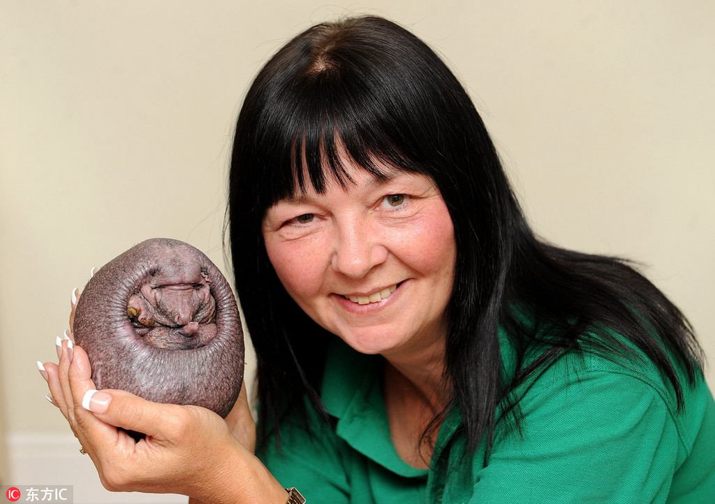 Un hérisson sans épines sauvé en Angleterre