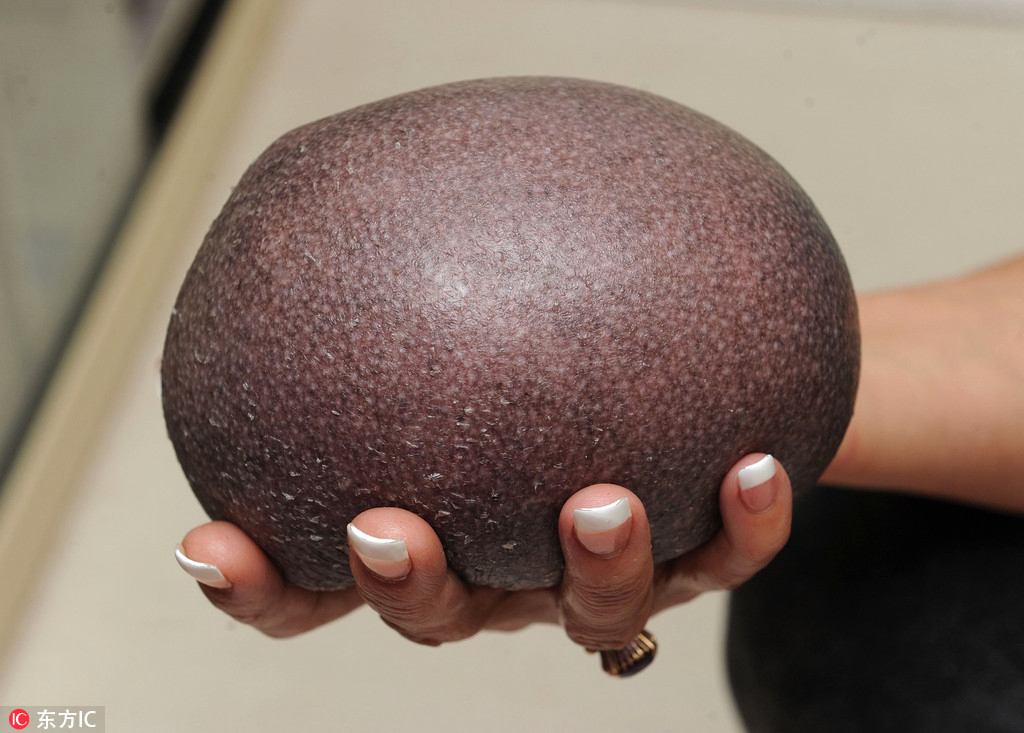 Un hérisson sans épines sauvé en Angleterre