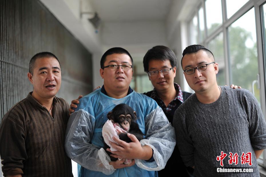 Un bébé chimpanzé et ses quatre ‘papas’