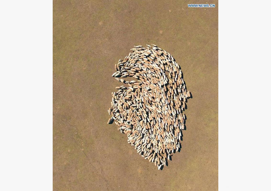 Les plus beaux clichés de drones en 2016 