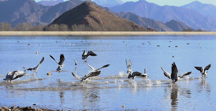 Les oiseaux migrateurs de Lhassa
