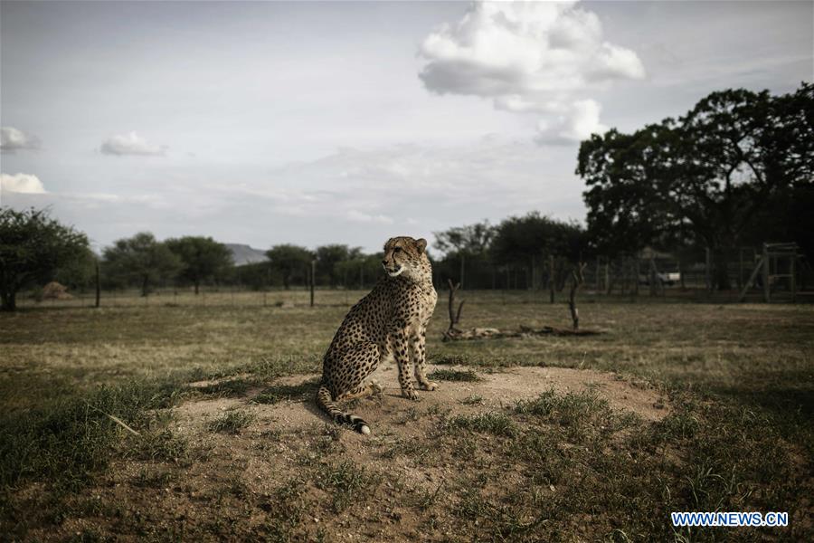 Guépard : les écologistes recommandent un statut d'