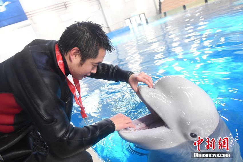 Un jeune béluga et son gardien