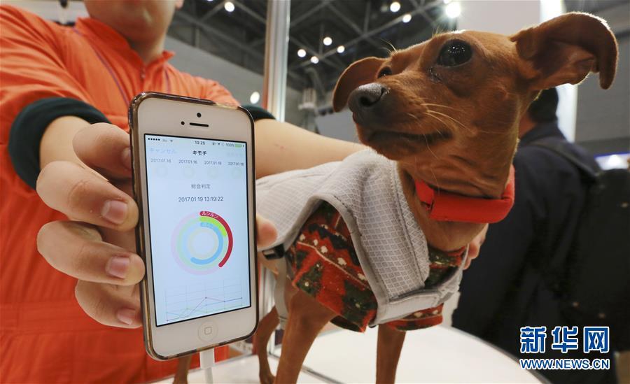 Animaux de compagnie en mode connecté