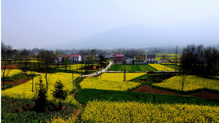 La plus belle mer de fleurs de colza de Chine – Le Festival du Tourisme et de la Culture du Hanzhong