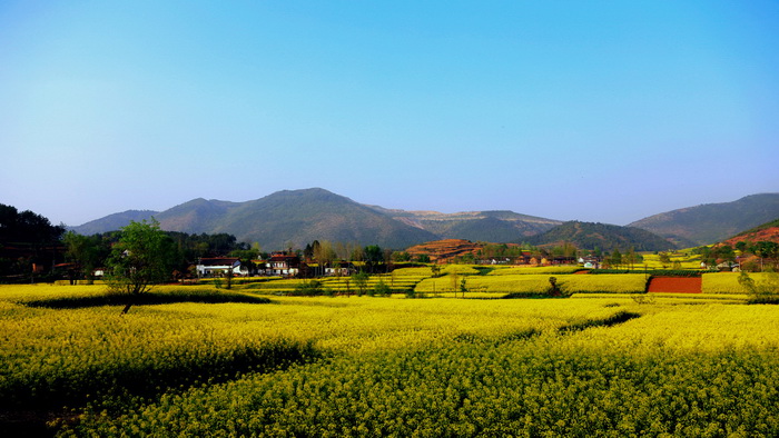 La plus belle mer de fleurs de colza de Chine – Le Festival du Tourisme et de la Culture du Hanzhong