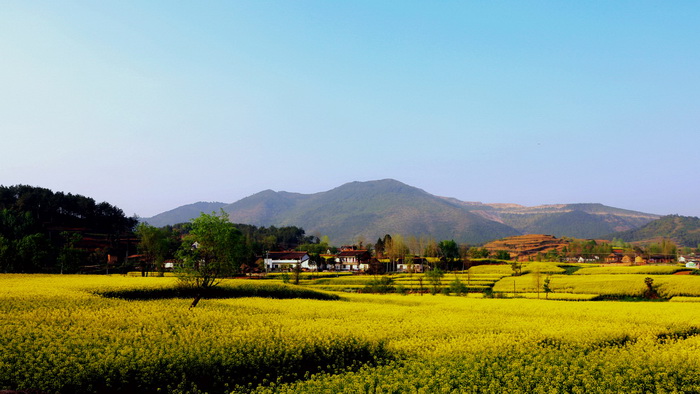 La plus belle mer de fleurs de colza de Chine – Le Festival du Tourisme et de la Culture du Hanzhong