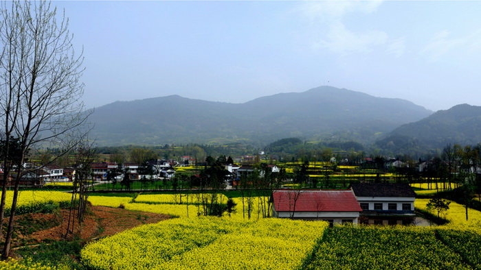 La plus belle mer de fleurs de colza de Chine – Le Festival du Tourisme et de la Culture du Hanzhong