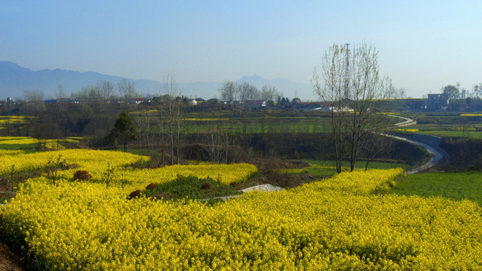 La plus belle mer de fleurs de colza de Chine – Le Festival du Tourisme et de la Culture du Hanzhong