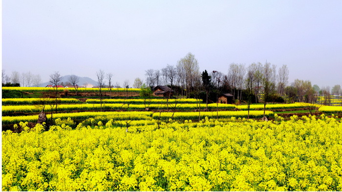La plus belle mer de fleurs de colza de Chine – Le Festival du Tourisme et de la Culture du Hanzhong