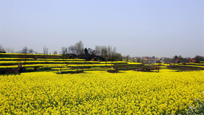 La plus belle mer de fleurs de colza de Chine – Le Festival du Tourisme et de la Culture du Hanzhong