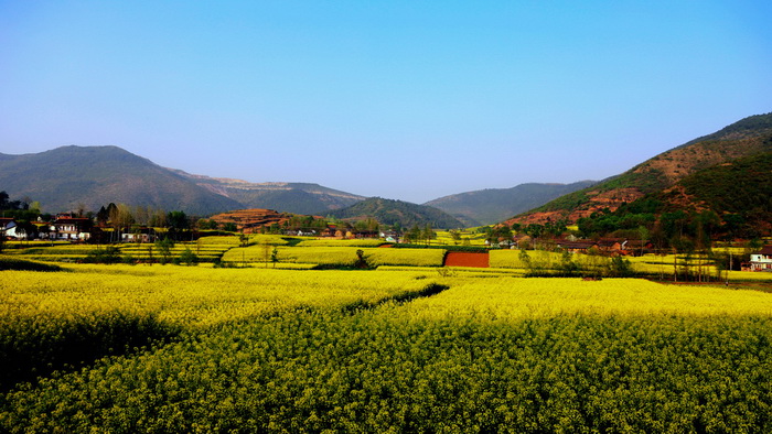 La plus belle mer de fleurs de colza de Chine – Le Festival du Tourisme et de la Culture du Hanzhong
