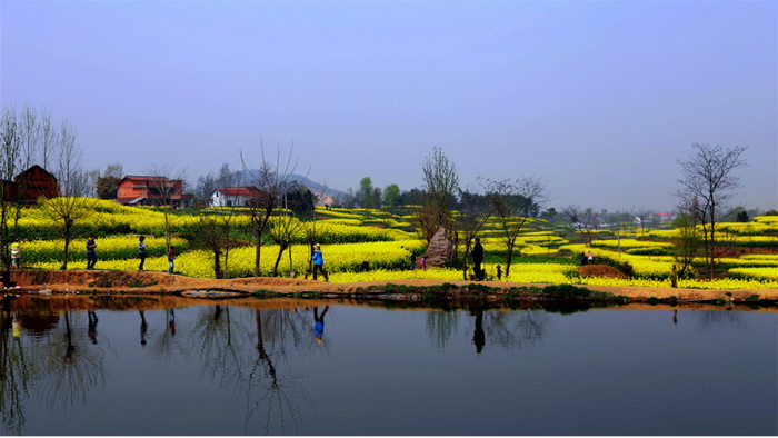 La plus belle mer de fleurs de colza de Chine – Le Festival du Tourisme et de la Culture du Hanzhong