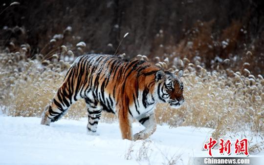 Harbin : les tigres sibériens toujours imposants