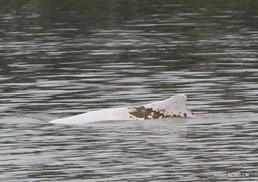 Chine : la mort d'un dauphin blanc fait l'objet d'une enquête