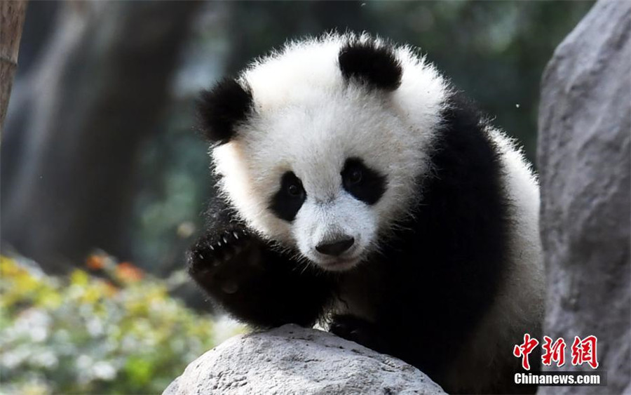 Le bébé panda le plus ‘affectueux’ du monde