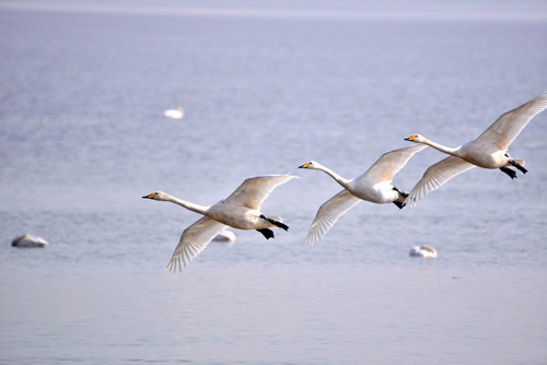 Chine : mesures renforcées pour protéger les espèces sauvages