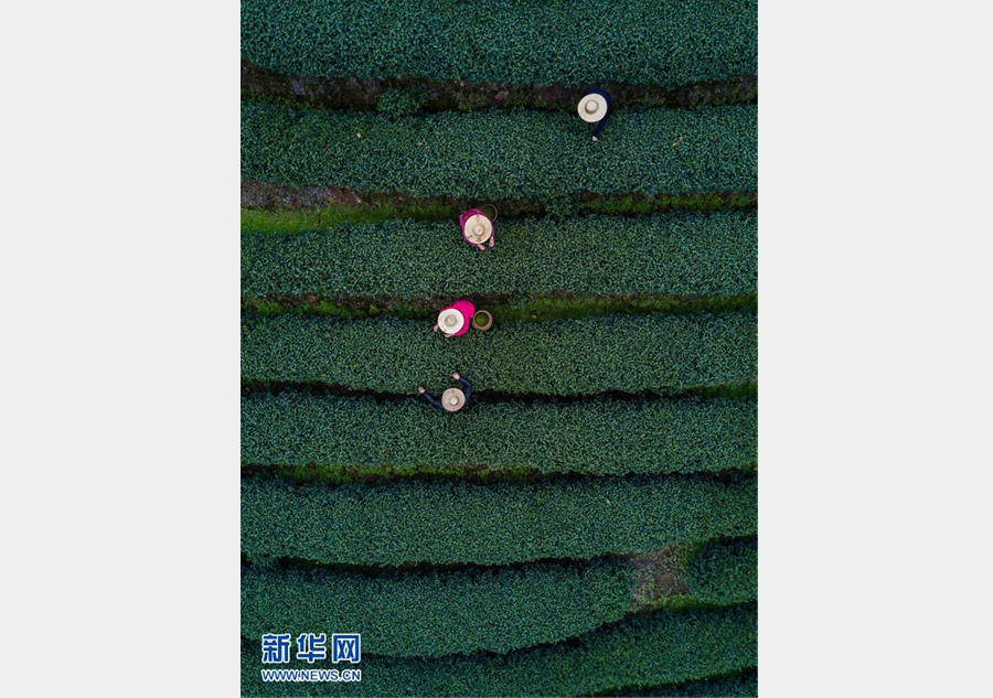 Les célèbres feuilles de thé Longjing, de la ceuillette à la diffusion